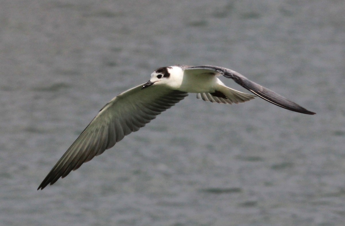 White-winged Tern - ML44309471