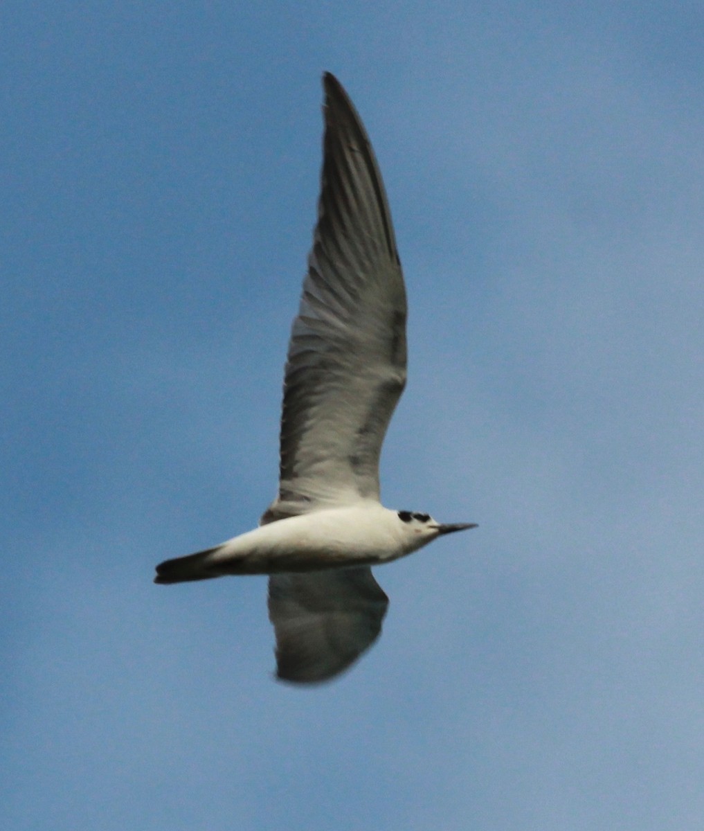 White-winged Tern - ML44309481