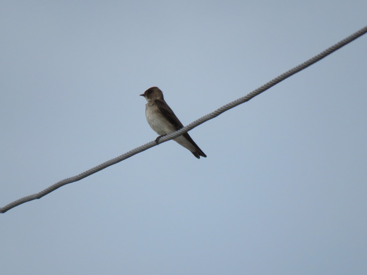 Northern Rough-winged Swallow - ML443098391