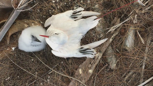 Red-tailed Tropicbird - ML443100651