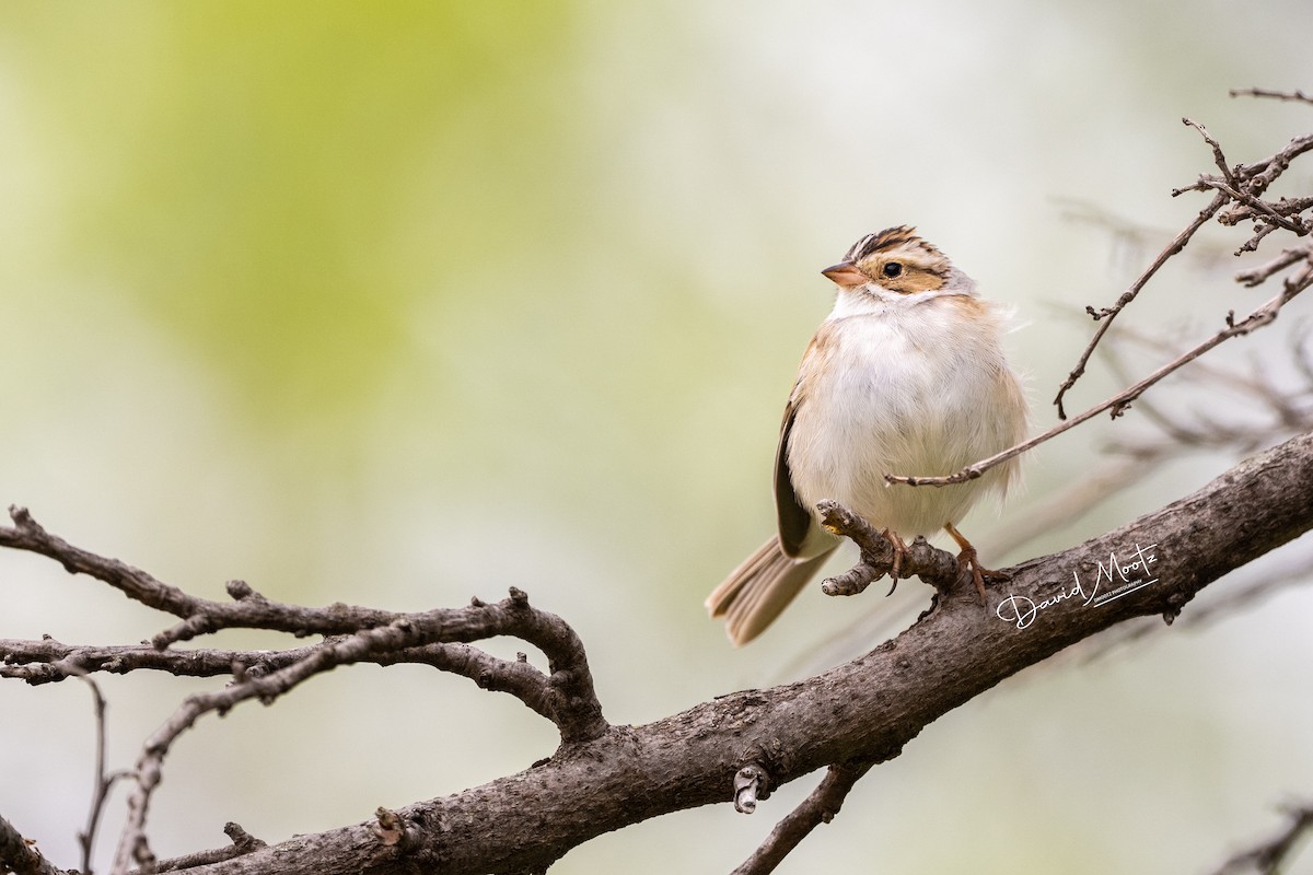 Clay-colored Sparrow - ML443103831