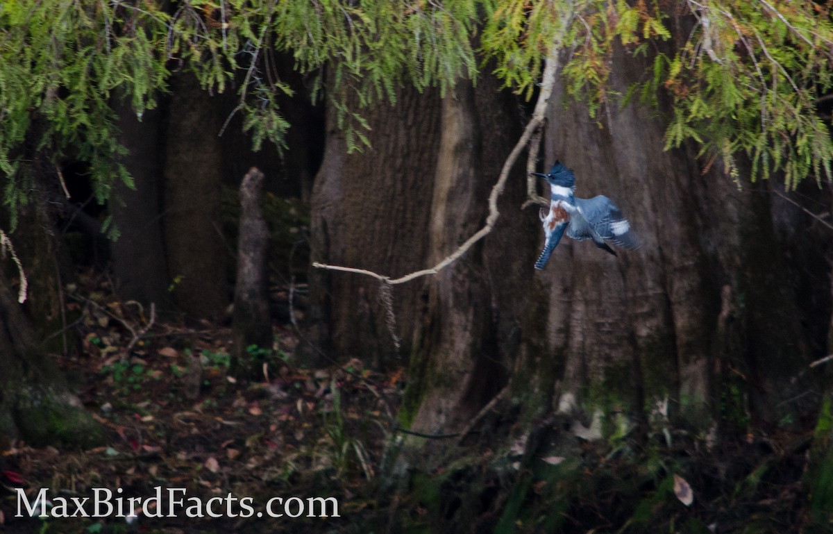 Belted Kingfisher - ML443104621