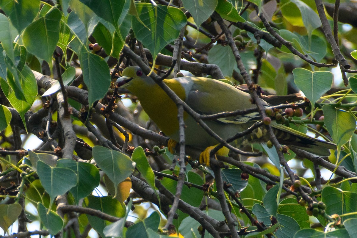 Yellow-footed Green-Pigeon - Cyril Duran