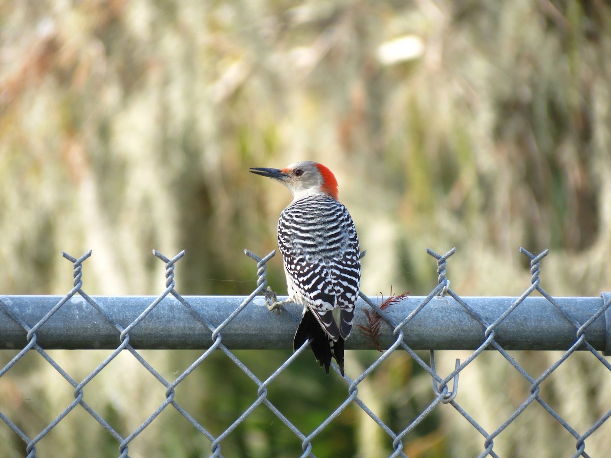 Red-bellied Woodpecker - Nancy Price