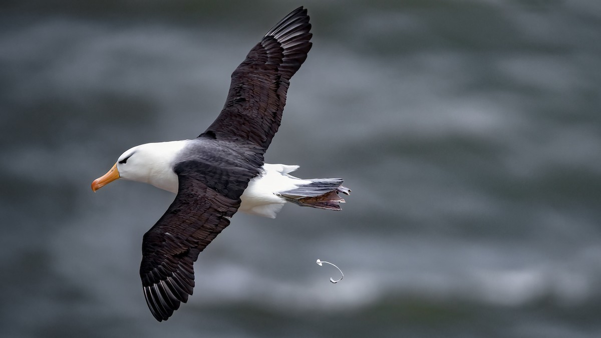 albatros černobrvý - ML443113021