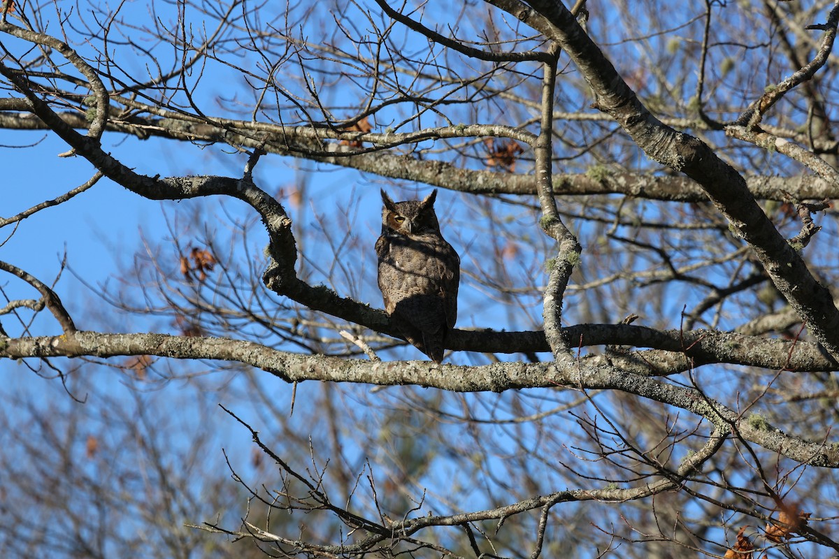 Great Horned Owl - ML44311391
