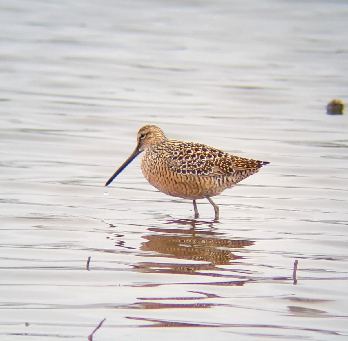 Long-billed Dowitcher - ML443115141