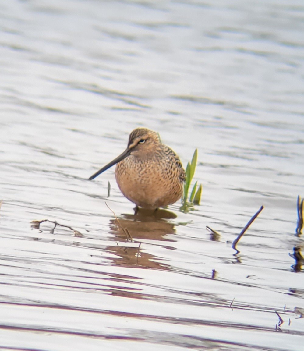 Long-billed Dowitcher - ML443115171