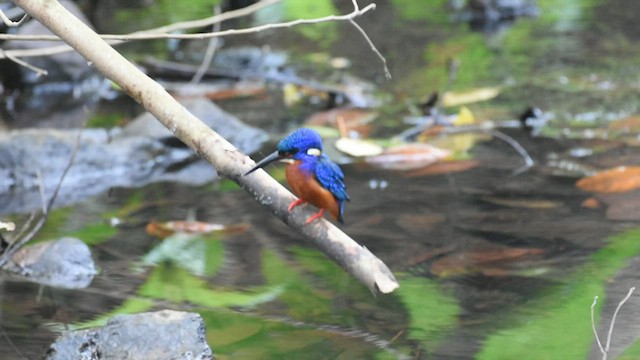 Blue-eared Kingfisher - ML443117901