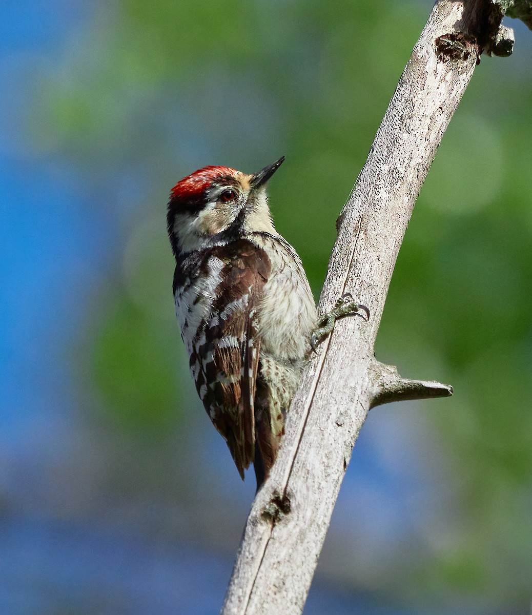 Lesser Spotted Woodpecker - ML443123941