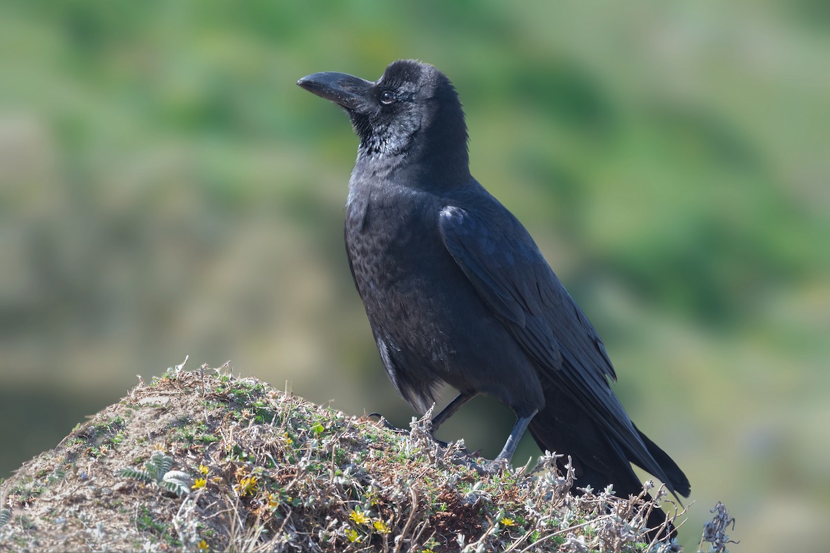 Large-billed Crow - ML443127211