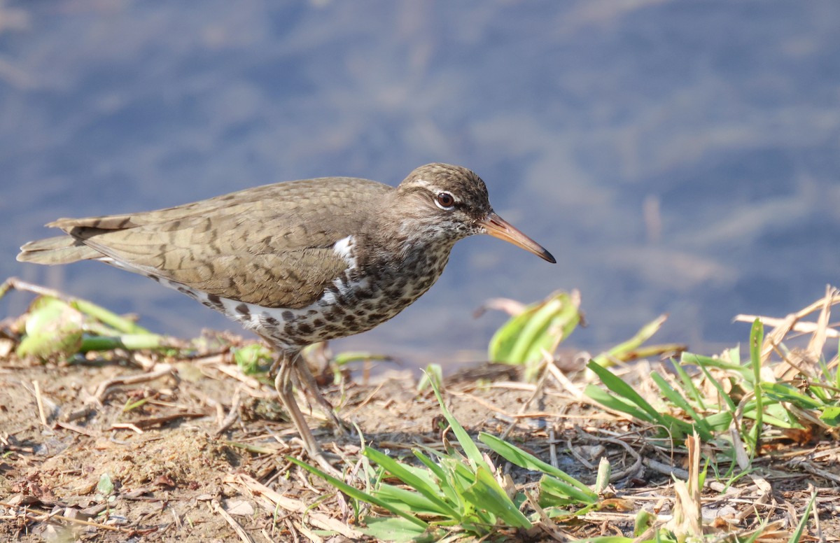 Spotted Sandpiper - Andy Wilson