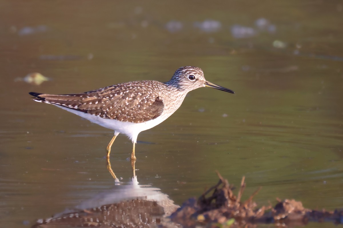 Solitary Sandpiper - Andy Wilson