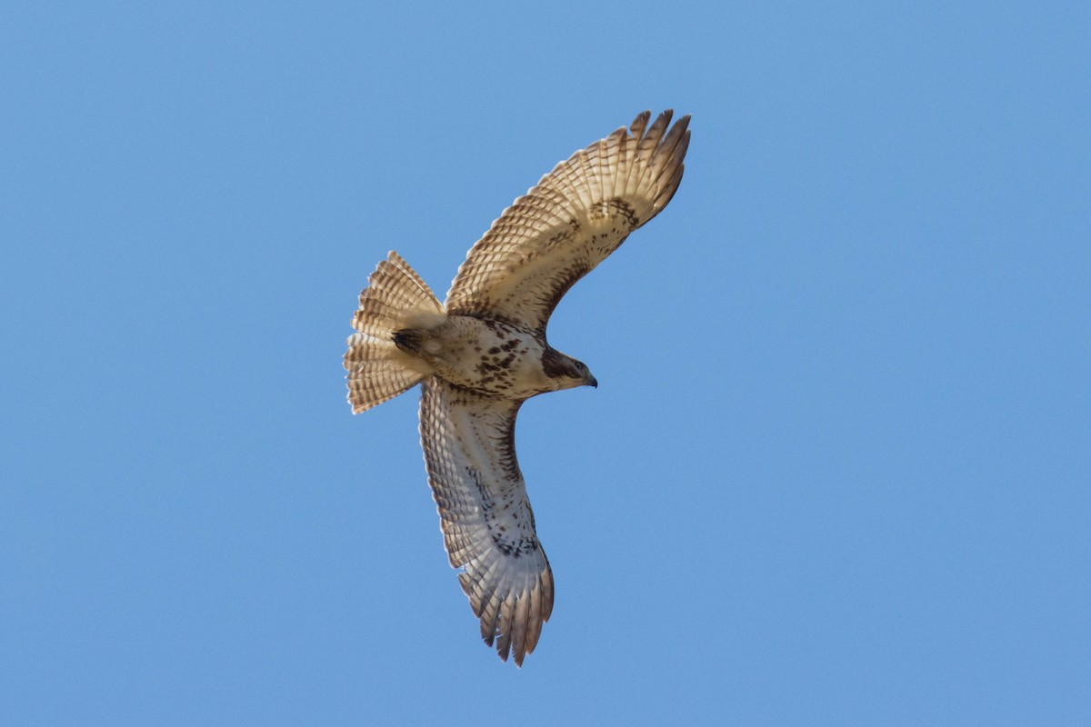 Red-tailed Hawk - ML443131571