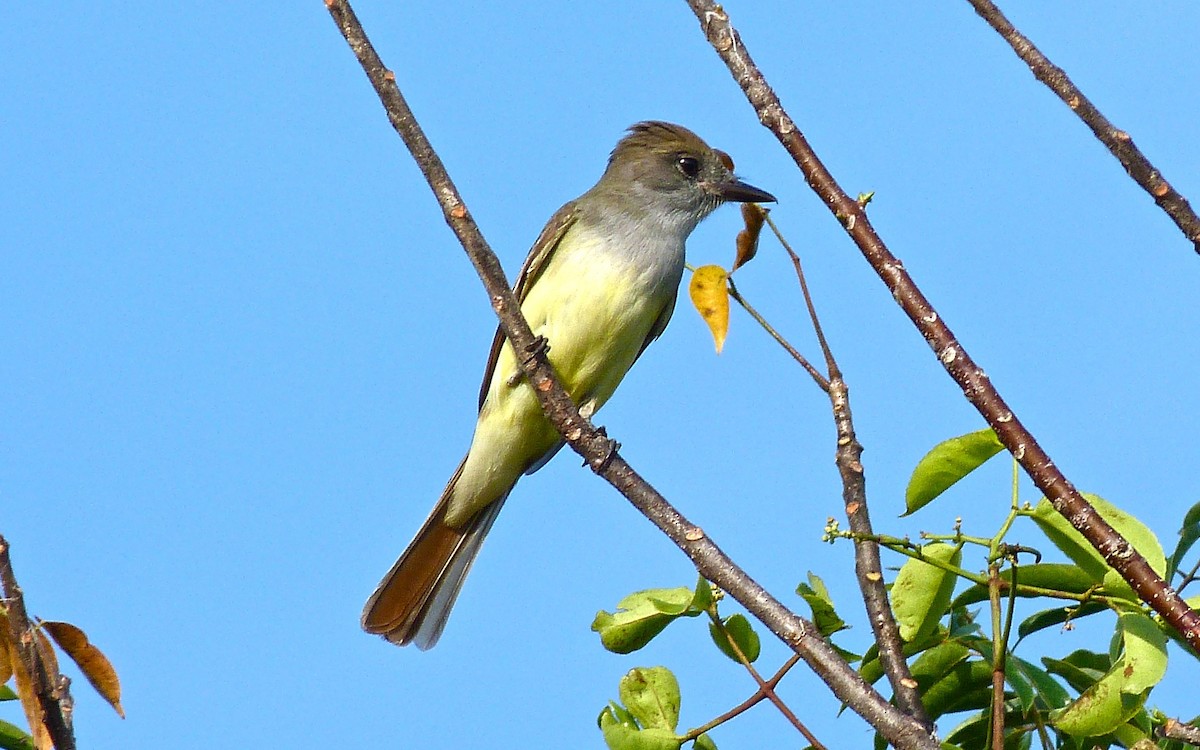 Great Crested Flycatcher - ML44313371