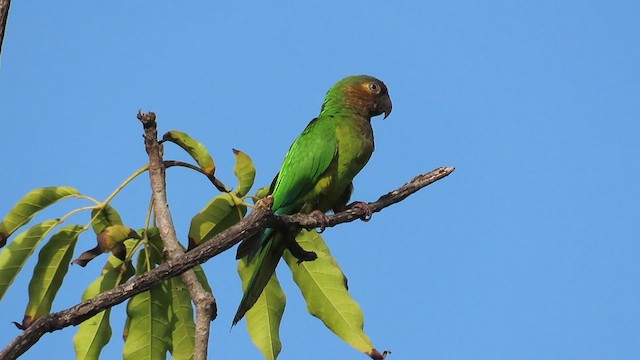 Brown-throated Parakeet - ML443135721