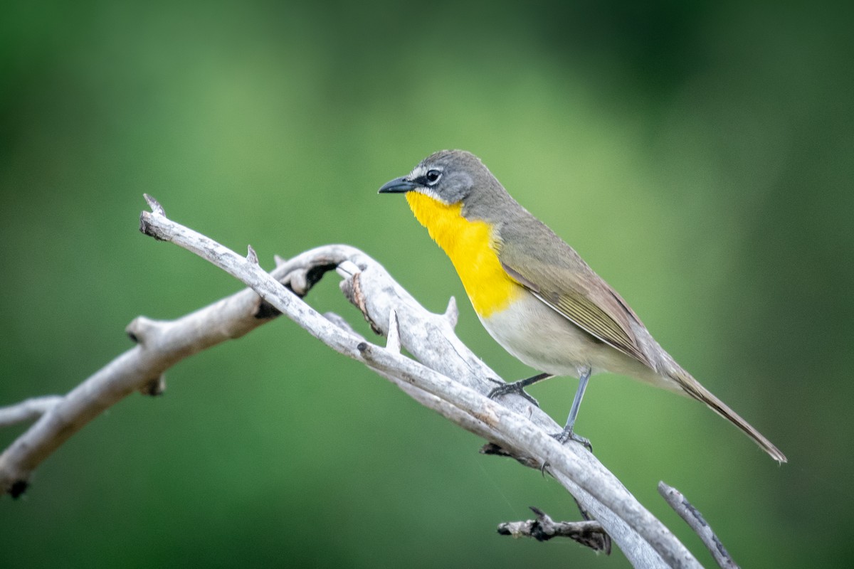 Yellow-breasted Chat - Rick Evans