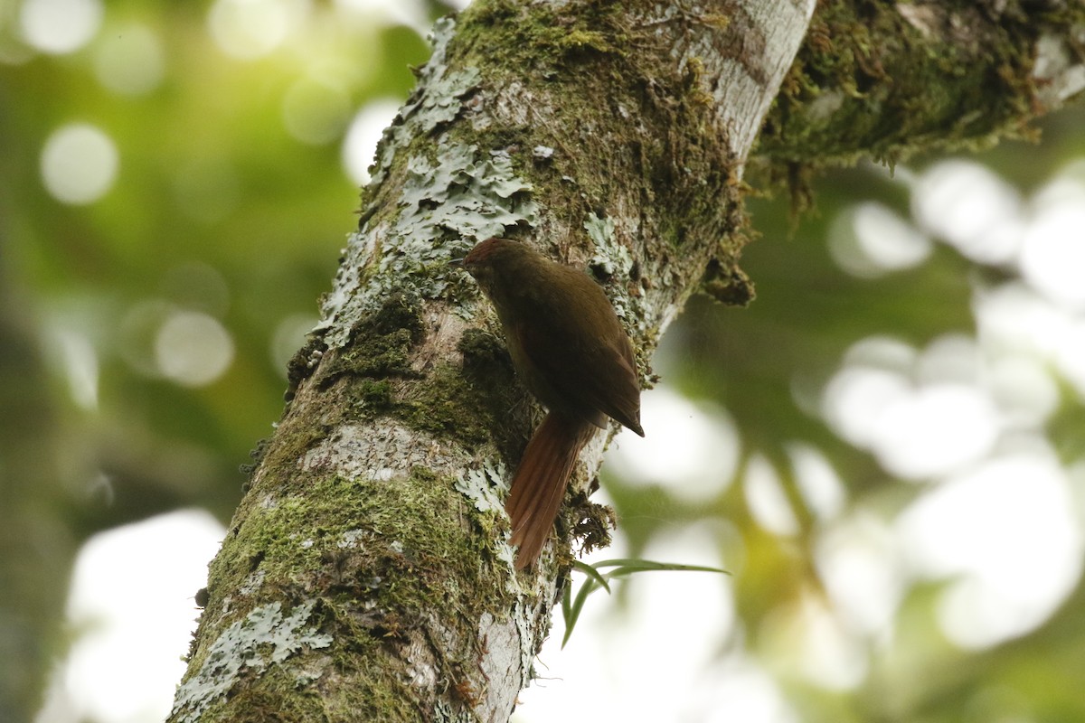 Ash-browed Spinetail - ML443141151