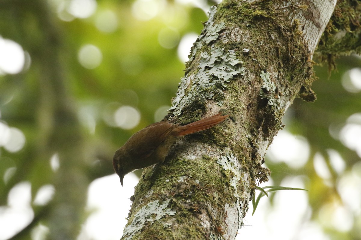 Ash-browed Spinetail - ML443141171