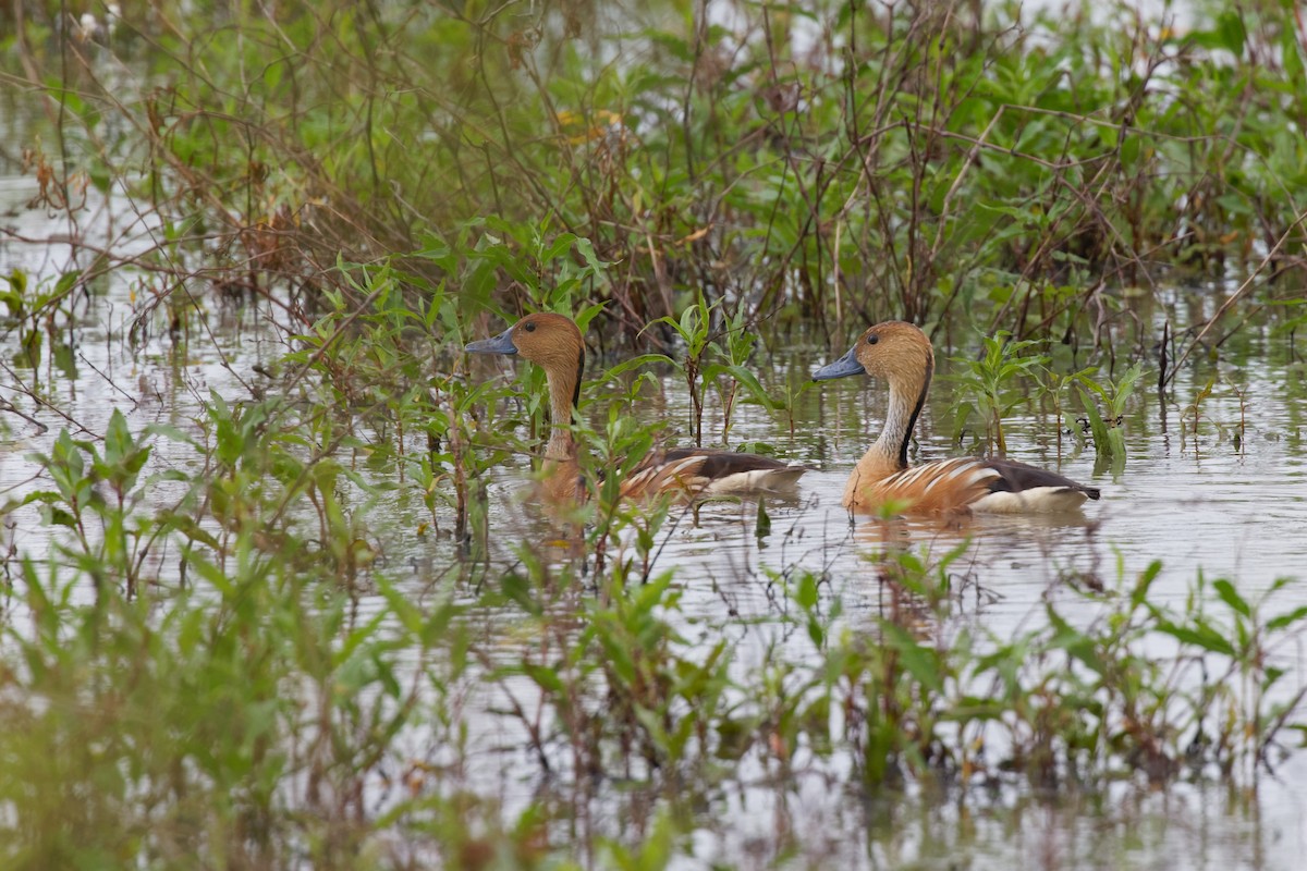 Fulvous Whistling-Duck - ML443143481