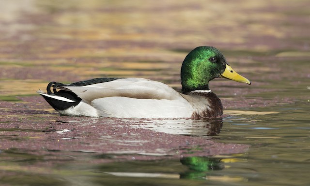 Mallard