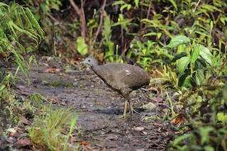 Hooded Tinamou - Nothocercus nigrocapillus - Birds of the World