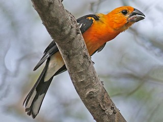 雄鳥 (Guatemalan) - Jose Monzon - ML44314611