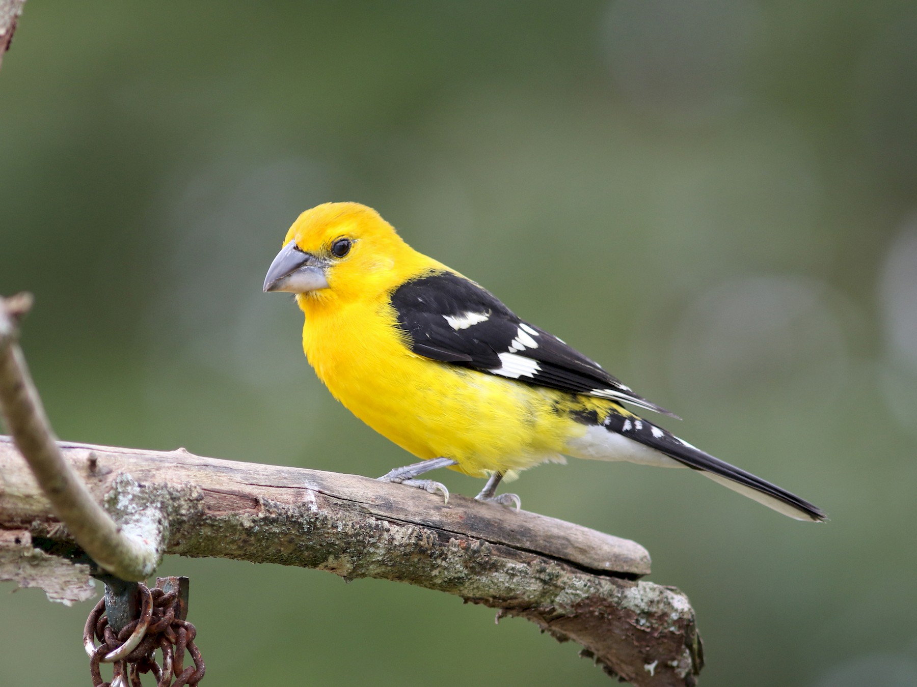 Yellow Grosbeak - Mark Patry