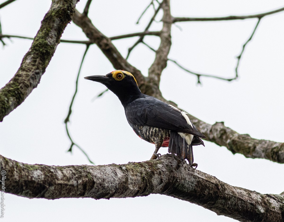 Yellow-tufted Woodpecker - ML443146411