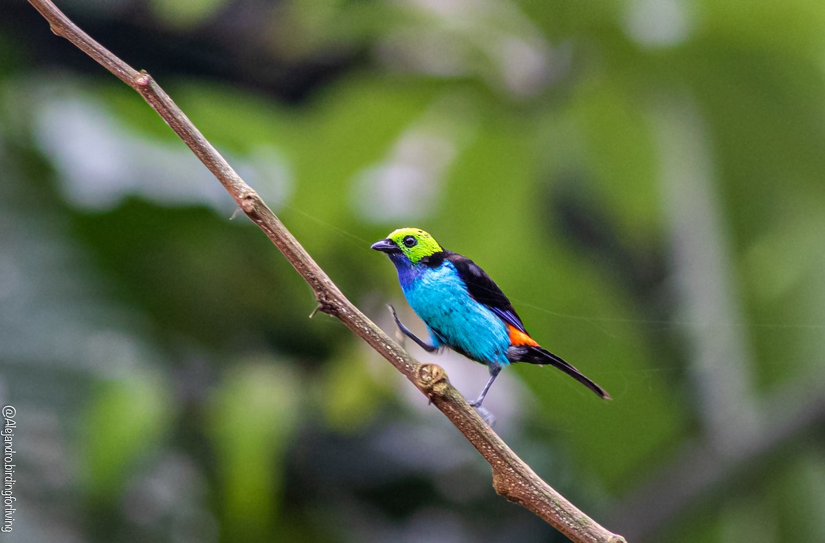 Paradise Tanager - ML443148631