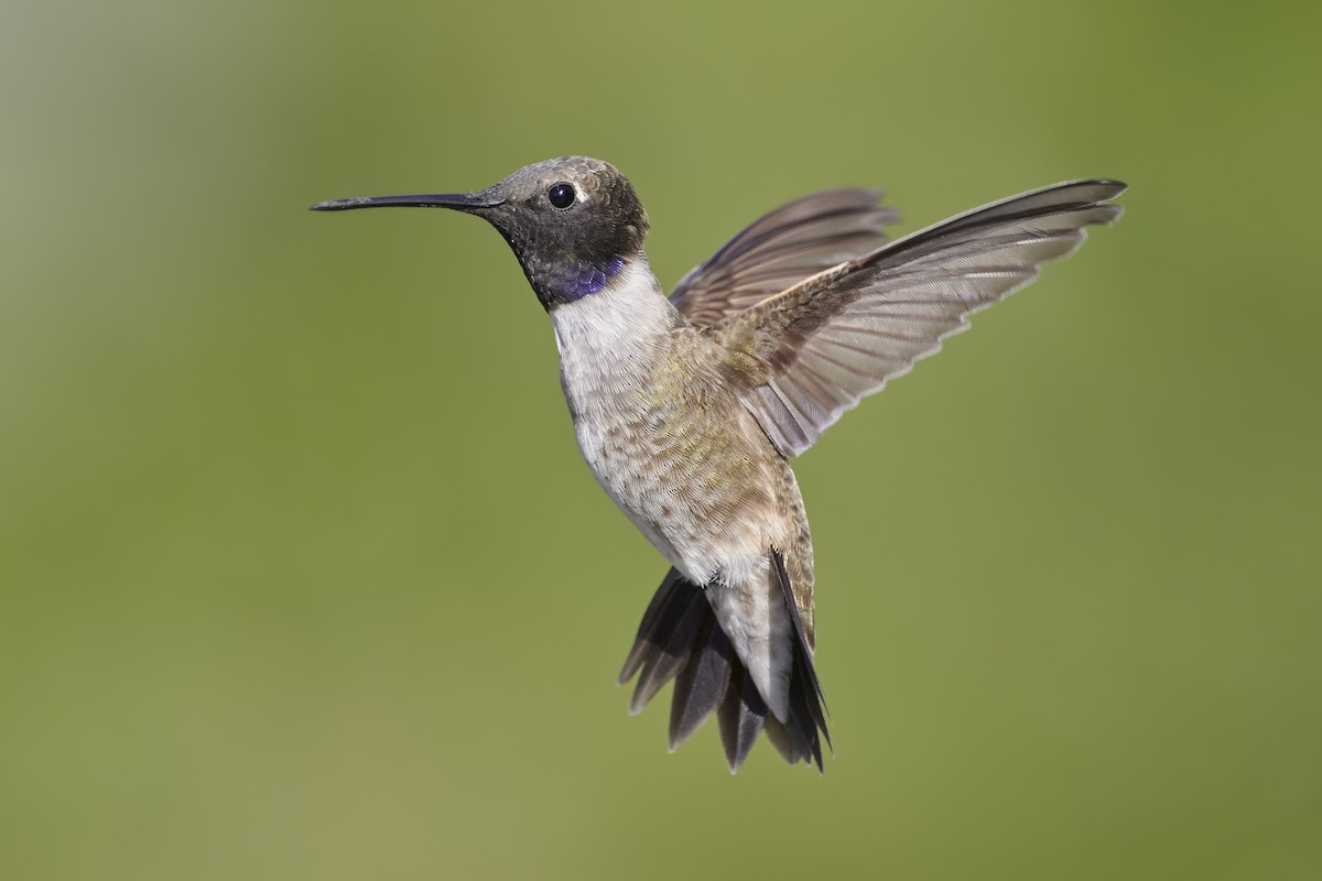 Black-chinned Hummingbird - ML443155181