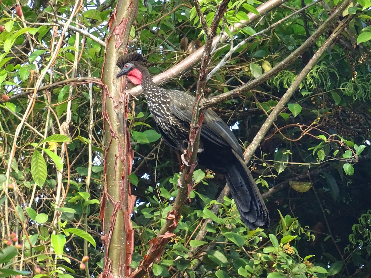 Crested Guan - ML443168231