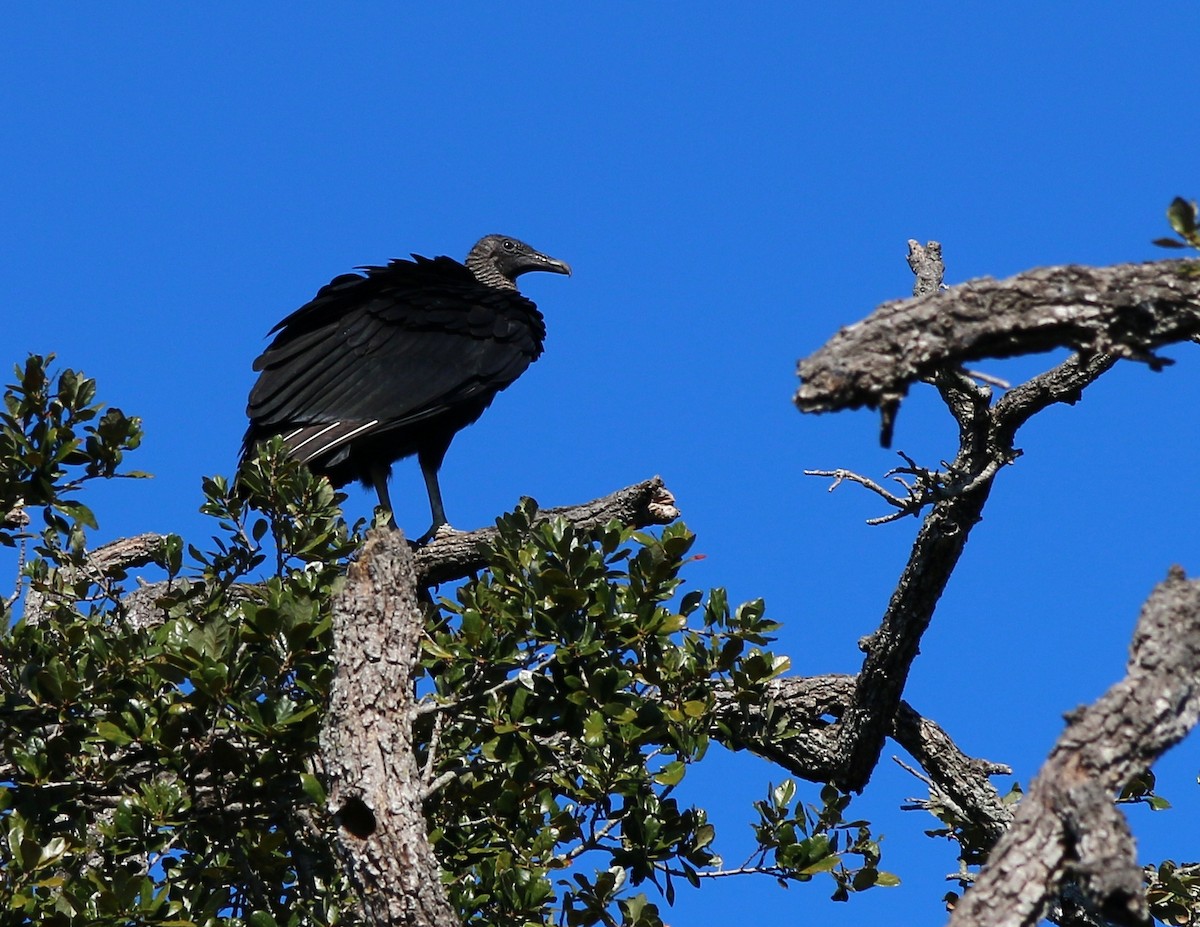 Black Vulture - William Kidwell