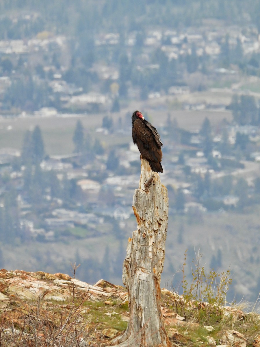 Turkey Vulture - Kalin Ocaña