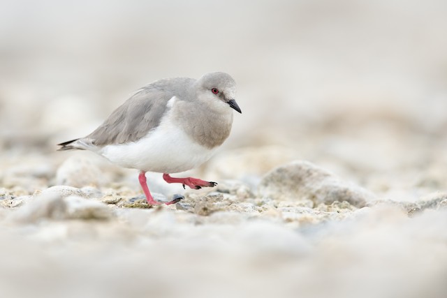 Chorlito Ceniciento - eBird