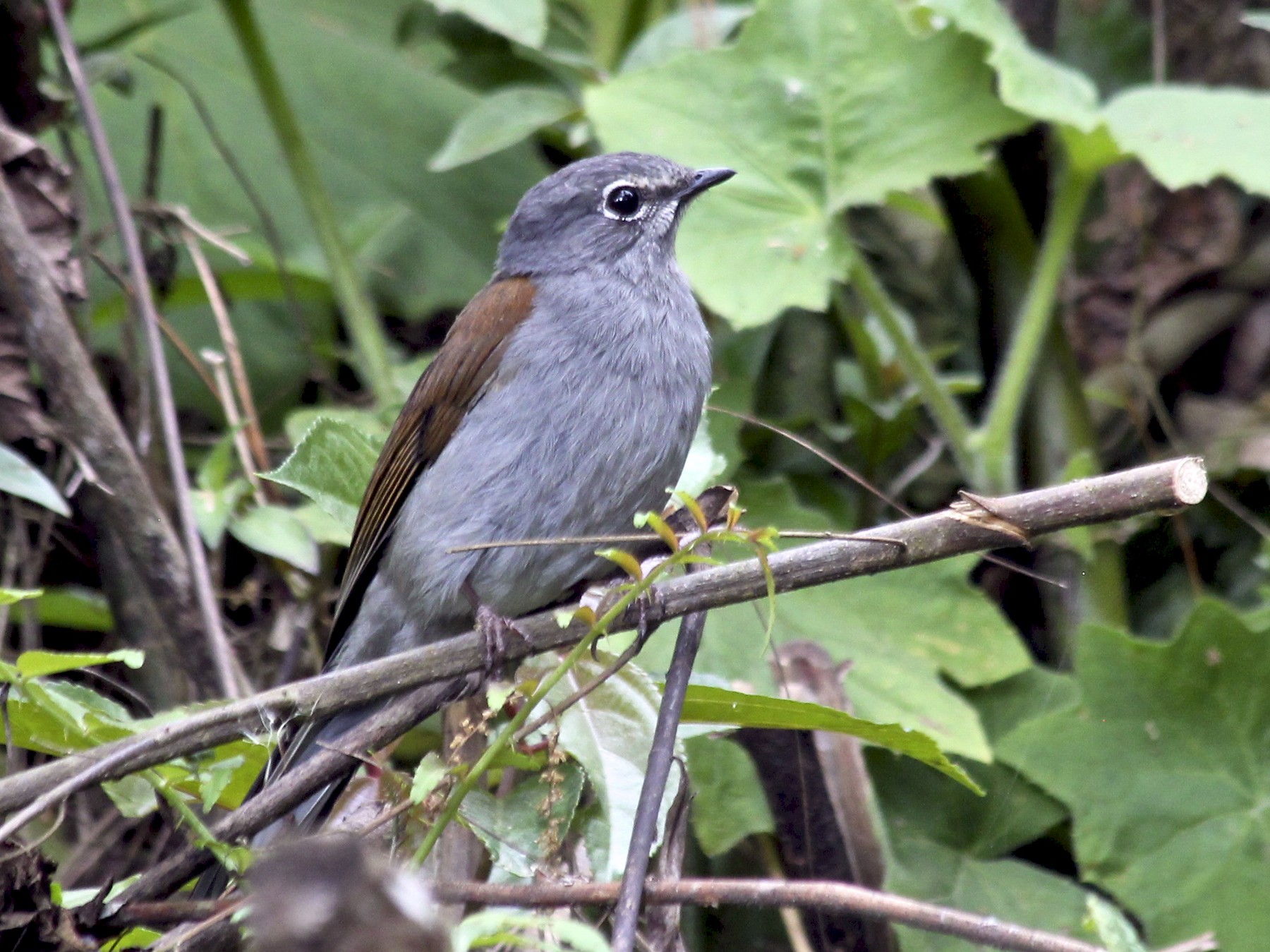 Brown-backed Solitaire - Jessica Johnson