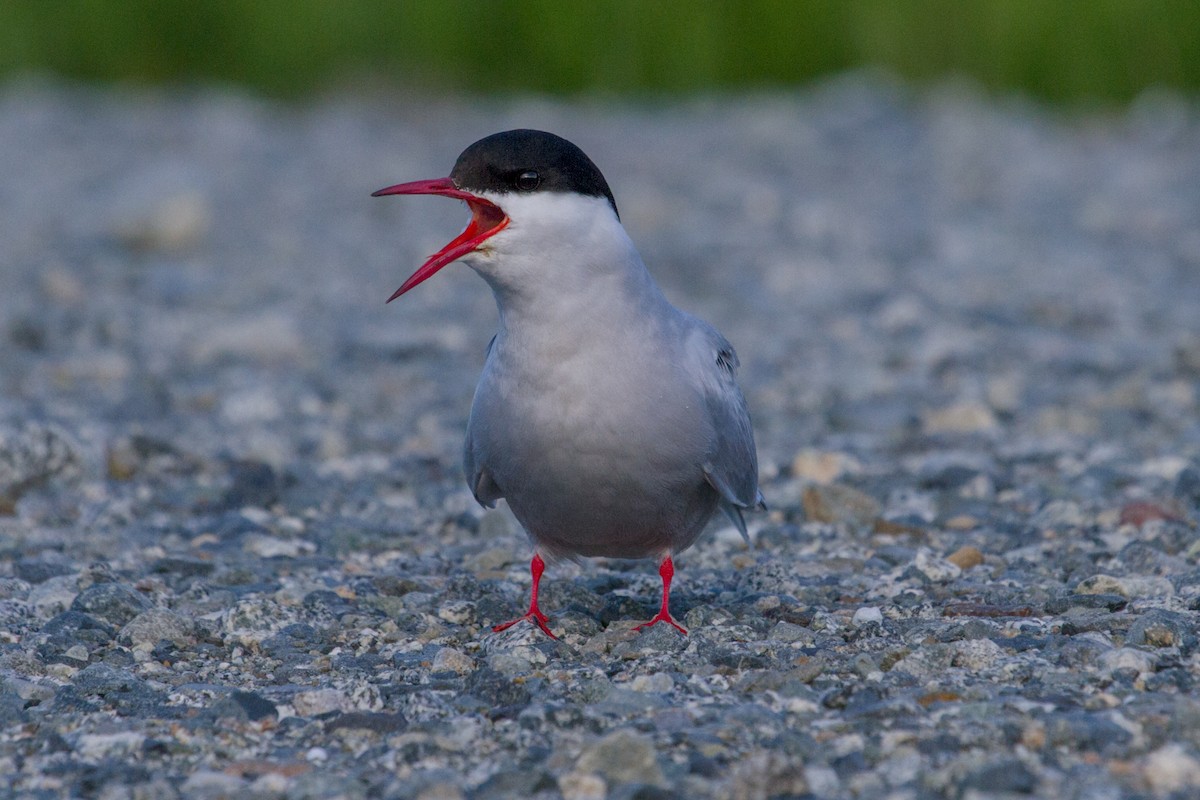Arctic Tern - Scott Heidorn