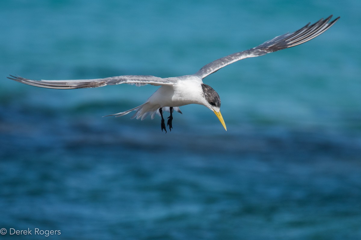 Great Crested Tern - ML44317961
