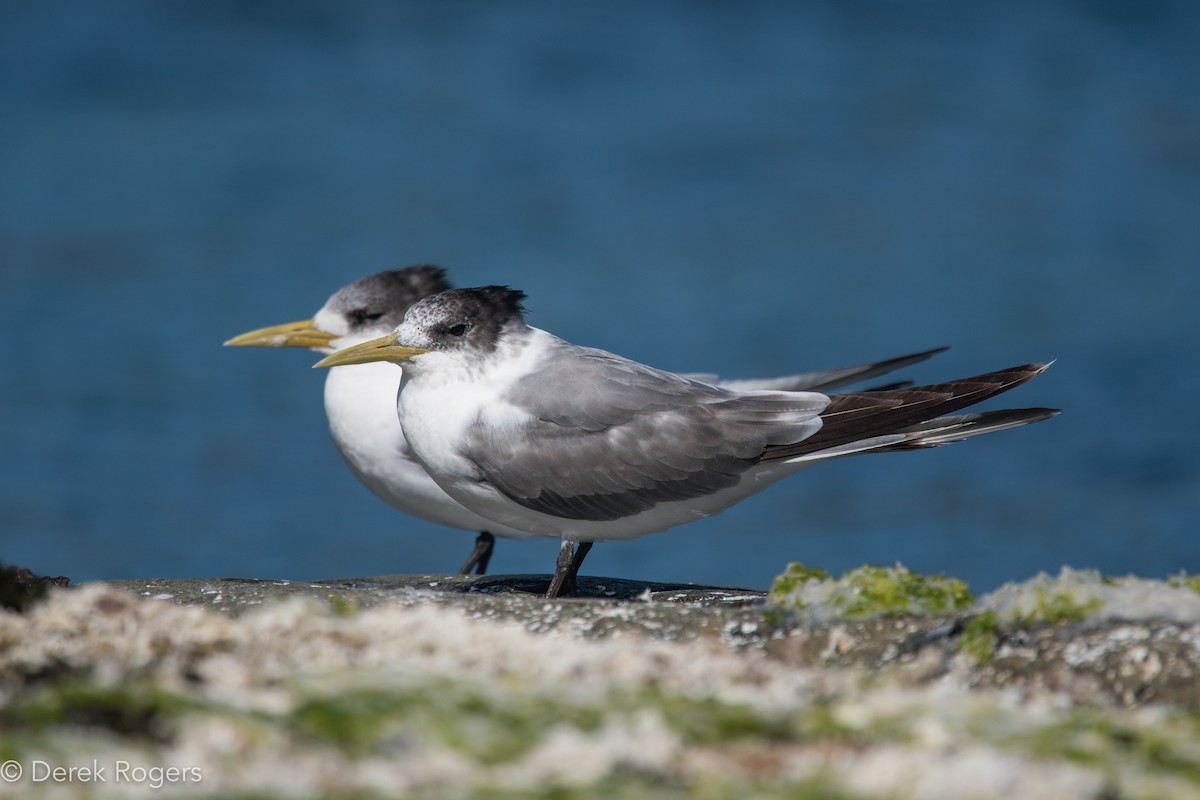 Great Crested Tern - Derek Rogers