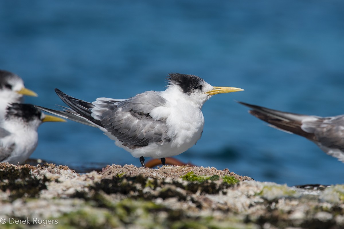 Great Crested Tern - ML44317981