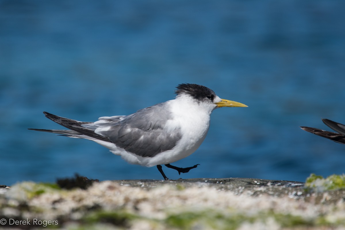 Great Crested Tern - ML44318001