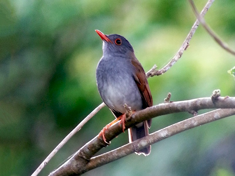 Orange-billed Nightingale-Thrush - Euclides 