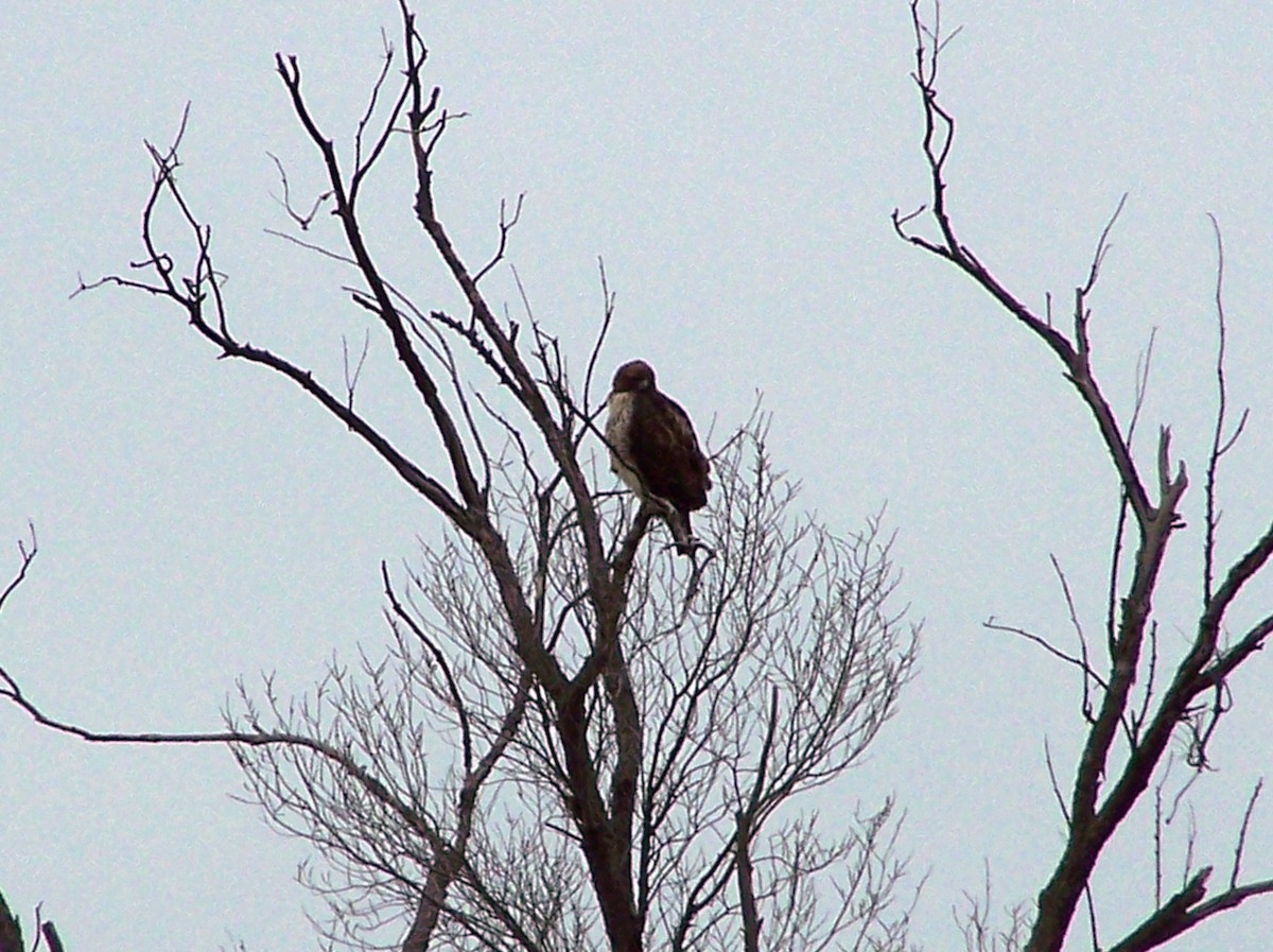 Red-tailed Hawk - ML44319011