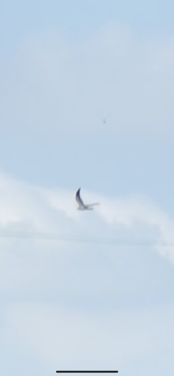 Swallow-tailed Kite - ML443192711