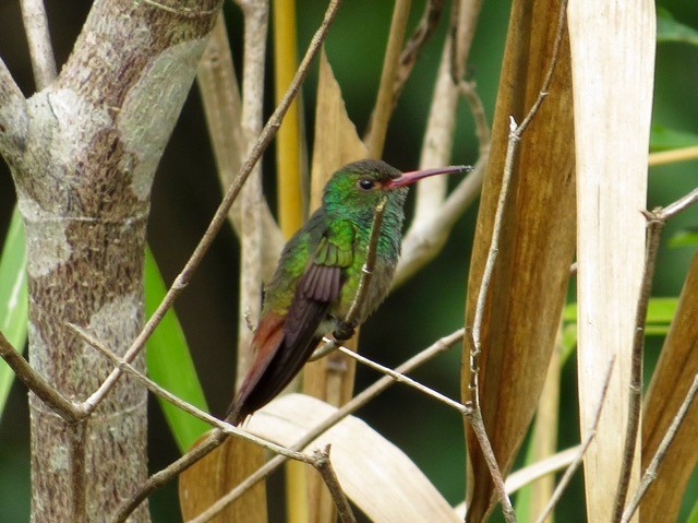 Rufous-tailed Hummingbird - Adam Dudley