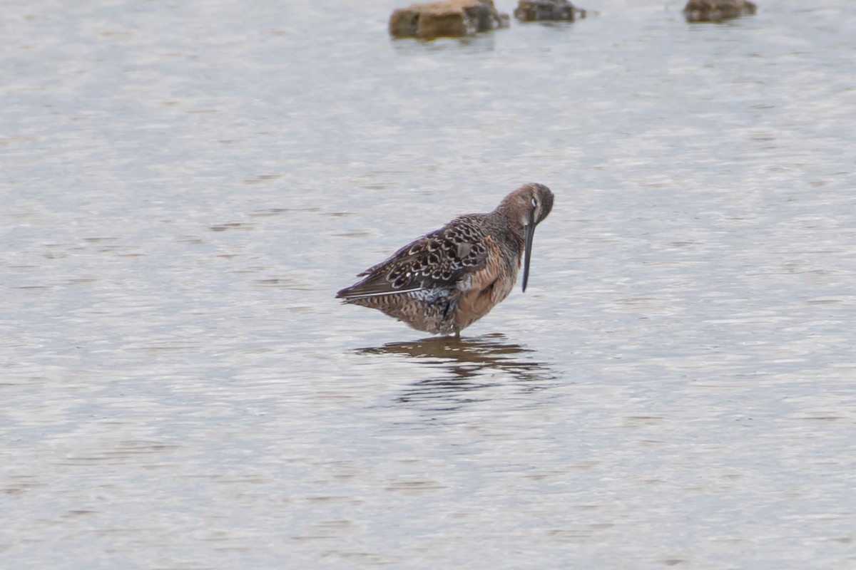 Long-billed Dowitcher - ML443200221