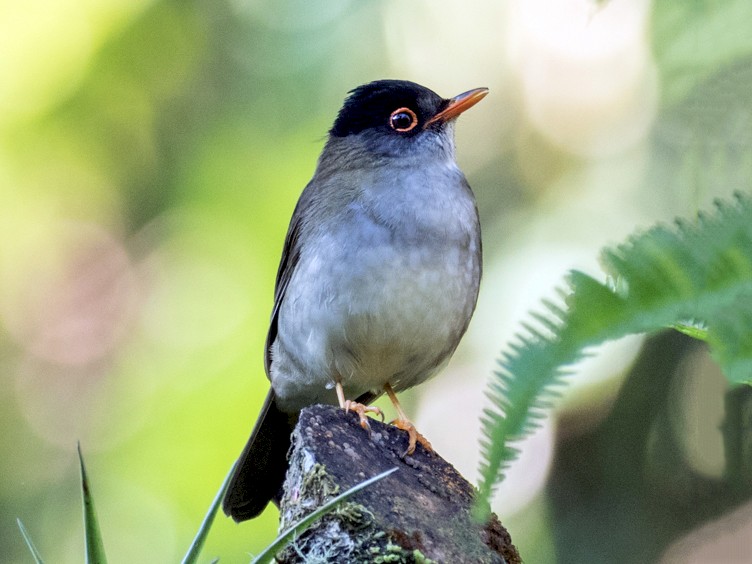 Black-headed Nightingale-Thrush - Robert Lewis