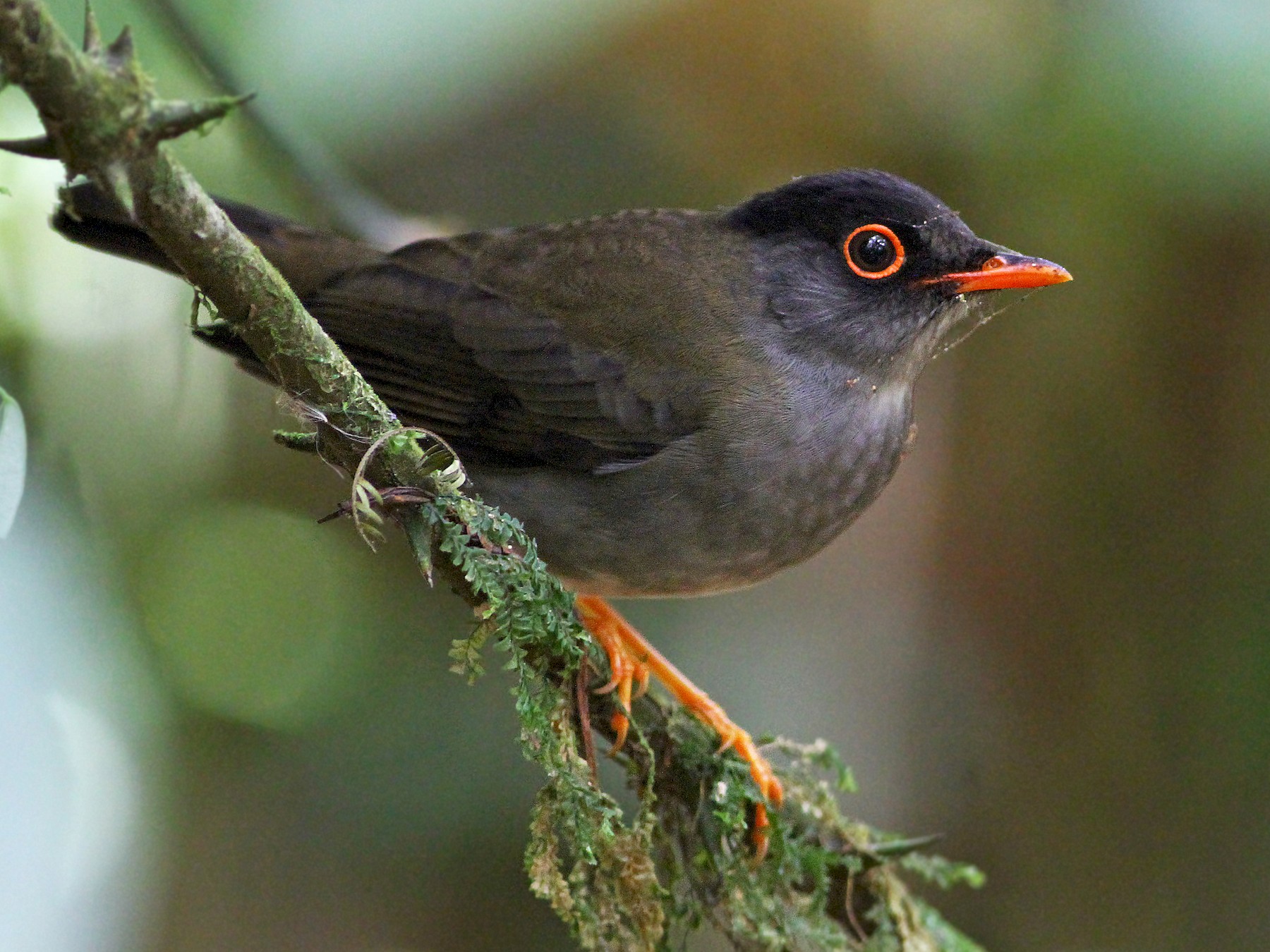 black thrush bird