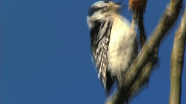 Downy Woodpecker - ML443201