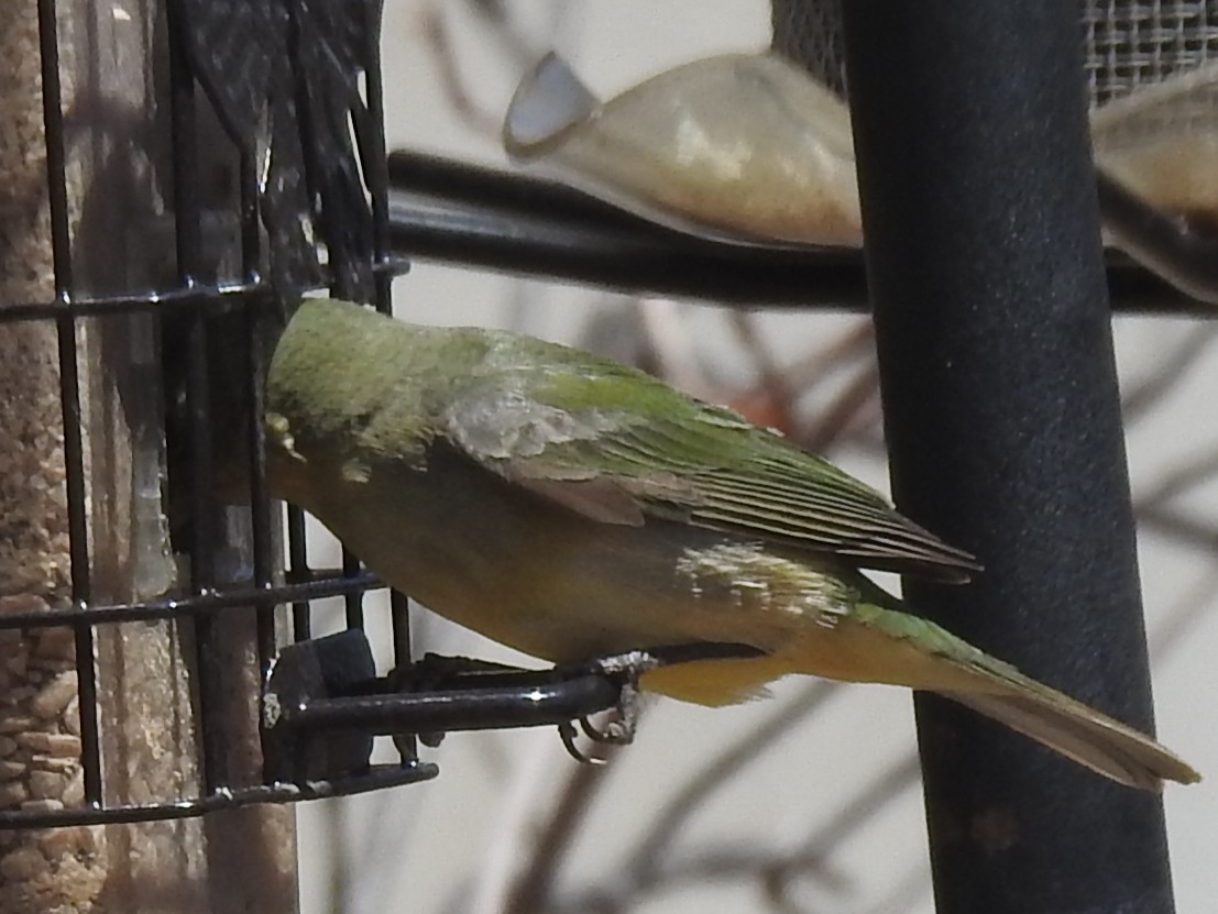 Painted Bunting - ML443207311